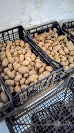 PATATE PER VARI UTILIZZI 