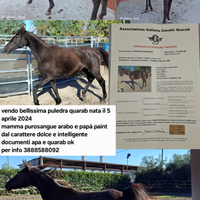 Puledra quarab di 1 anno e mezzo