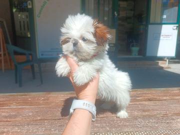 Shih Tzu Disponibili