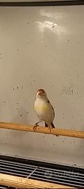 Cardellino pezzato