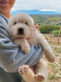 Pastore Abruzzese