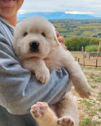 Pastore Abruzzese