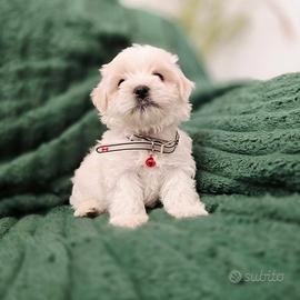 Cuccioli di maltese