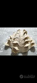 conchiglia tridacna 