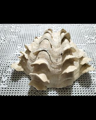 conchiglia tridacna 