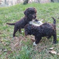 Lagotto Romagnolo