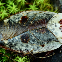 Blatta fantasma: Gyna caffrorum