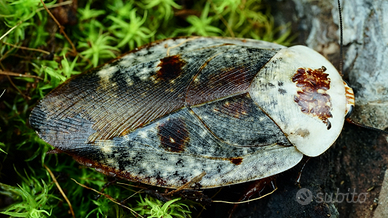 Blatta fantasma: Gyna caffrorum