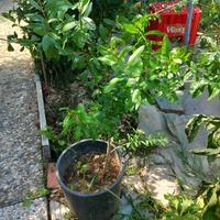 Pianta di melograno