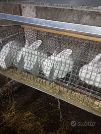 Vendita conigli paesani