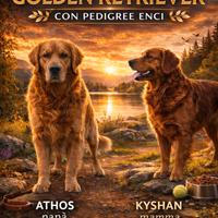 Golden retriever con pedigree ENCI cuccioli