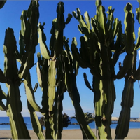 Sul mare casal velino