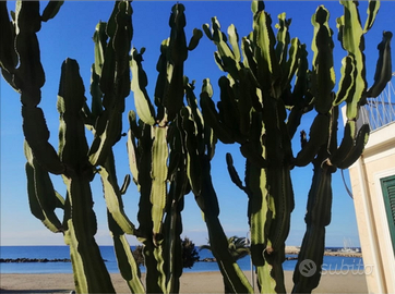 Sul mare casal velino