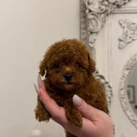 Cucciola Barboncino Toy red