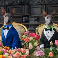 Xoloitzcuintle (cane nudo messicano)