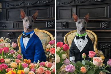 Xoloitzcuintle (cane nudo messicano)
