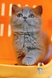 BRITISH Shorthair blu