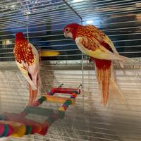 Rosella