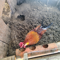 Gallo. Testa coronata