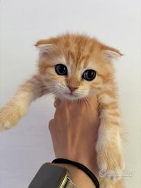 Gatti Scottish fold e straight