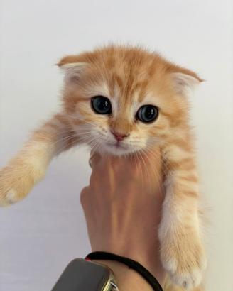 Gatti Scottish fold e straight