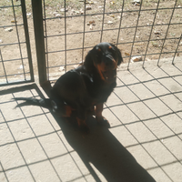 Cane da tartufo recupero spese