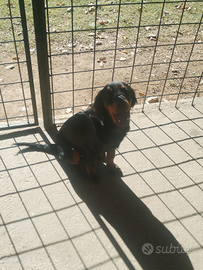 Cane da tartufo recupero spese