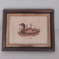 Quadro stampa Germano Reale Anas Platyrhynchus Vin