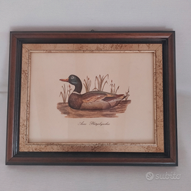 Quadro stampa Germano Reale Anas Platyrhynchus Vin