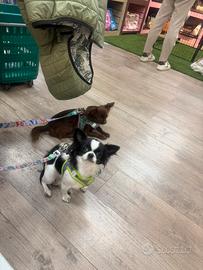 Chihuahua pelo lungo