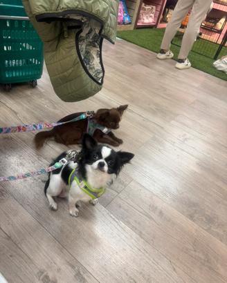 Chihuahua pelo lungo