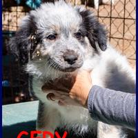 GERY cucciola dolce e vivace