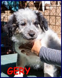 GERY cucciola dolce e vivace