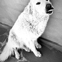 Cuccioli disponibili