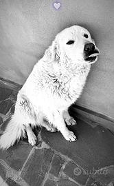 Cuccioli disponibili