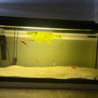 Acquario 100l