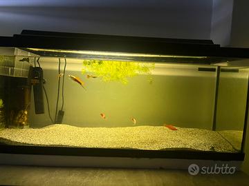 Acquario 100l