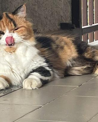 Cucciolata scottish in arrivo