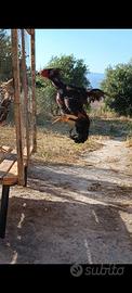 galli e galline o shamo 
