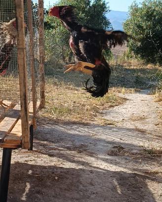 galli e galline o shamo 