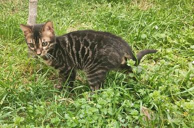 Gattino Bengala maschietto