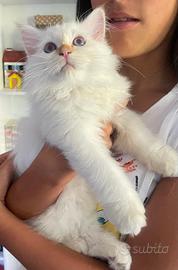 Gatto Sacro di Birmania