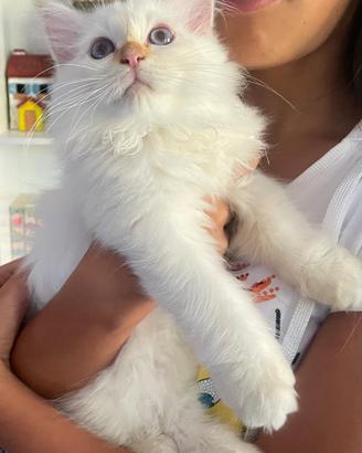 Gatto Sacro di Birmania
