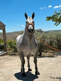 Cavallo percheron