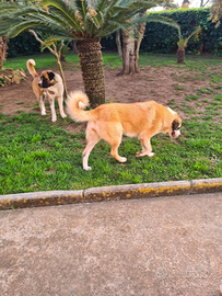 Pastori dell Asia centrale