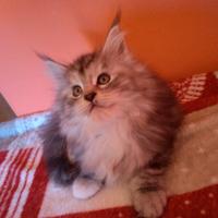 Maine Coon cuccioli