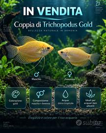 Coppia Trichopodus Gold