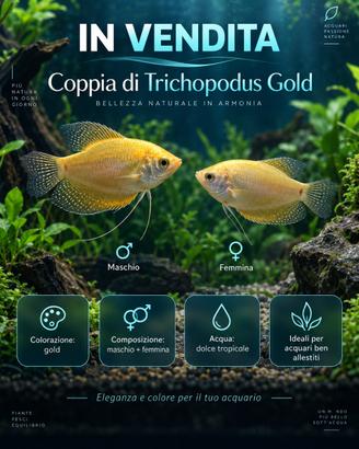 Coppia Trichopodus Gold