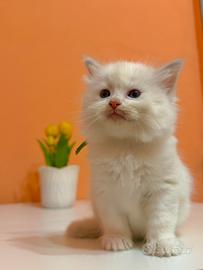 Cuccioli di ragdoll