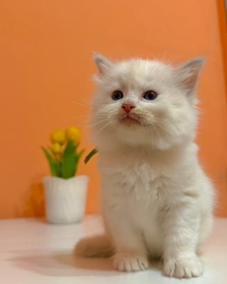 Cuccioli di ragdoll